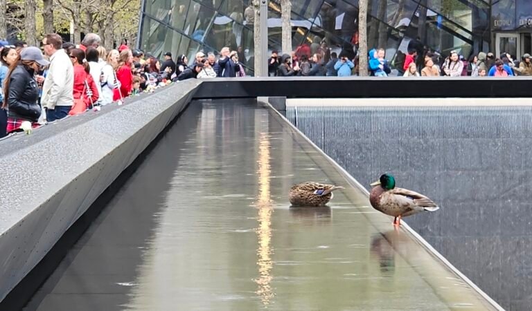 Win a Free 9/11 Memorial Private Tour in NYC for Up to 9 People